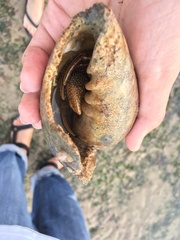 Clibanarius infraspinatus