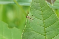 Chrysopilus modestus