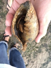 Clibanarius infraspinatus