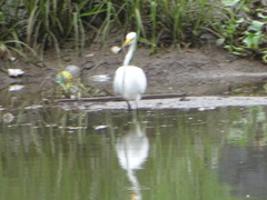 Ardea alba