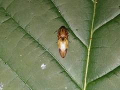 Stropenron hamata