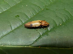 Stropenron hamata