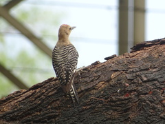 Melanerpes uropygialis