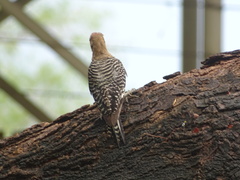 Melanerpes uropygialis