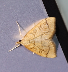 Udea octosignalis