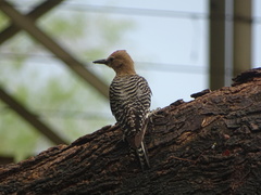Melanerpes uropygialis
