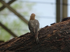 Melanerpes uropygialis