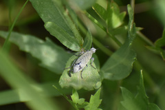 Epicauta maculata-group