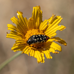 Acmaeodera paradisjuncta