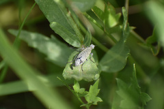 Epicauta maculata-group