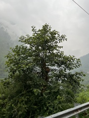 Alnus nepalensis