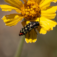 Acmaeodera paradisjuncta