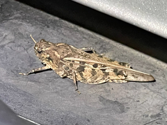 Pardalophora phoenicoptera