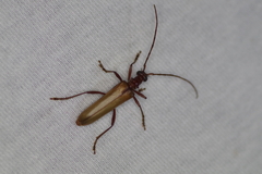 Centrodera decolorata