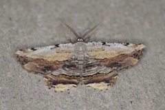 Lytrosis unitaria