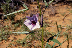 Sesamum triphyllum