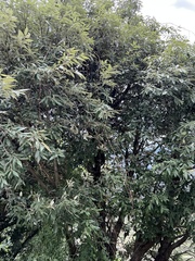 Quercus oblongata
