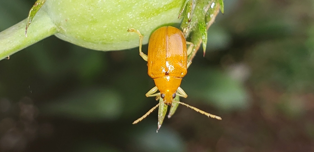 Chalcophana rufipennis