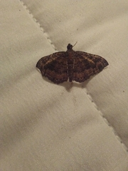 Geometroidea