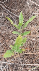 Ruellia metziae