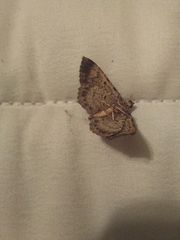 Geometroidea