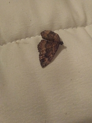 Geometroidea