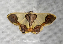 Plutodes subcaudata