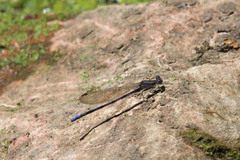 Argia fumipennis