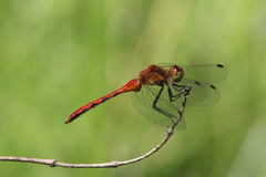 Sympetrum
