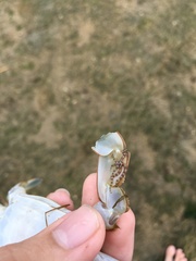 Ophiothela mirabilis