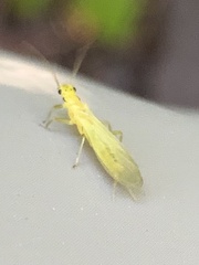 Alloperlini