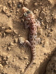 Phyllodactylus nocticolus