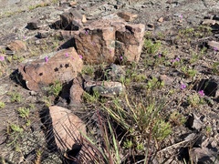 Phemeranthus calycinus