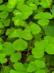 Oxalis grandis