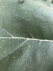 Nylanderia terricola