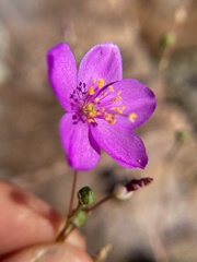 Phemeranthus calycinus