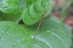 Ceriagrion auranticum