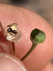 Phemeranthus calycinus