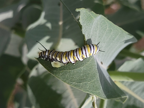 Monarch photographed in Idaho