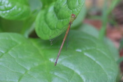 Ceriagrion auranticum