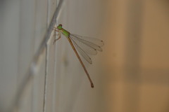 Ceriagrion auranticum