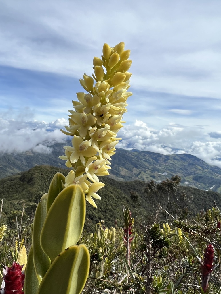Epidendrum sonsonense Rinc.-González, E.Santiago & Hágsater