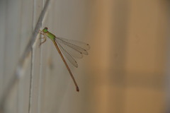 Ceriagrion auranticum