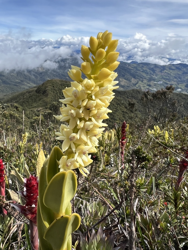 Epidendrum sonsonense Rinc.-González, E.Santiago & Hágsater 2