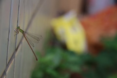 Ceriagrion auranticum