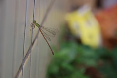Ceriagrion auranticum