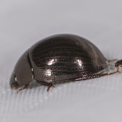 Limnohydrobius