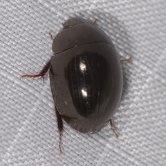 Limnohydrobius