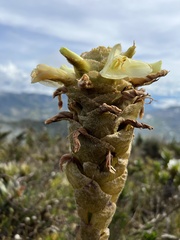 Puya ochroleuca