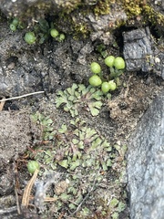 Mannia